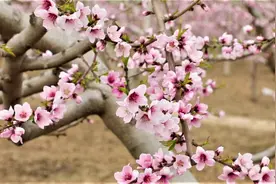 35秒丨德州临邑桃花盛开春色美 百亩桃林稳增收图片