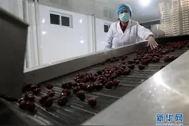 河北赞皇：大枣产业助民增收图片