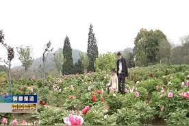 青年生态园内牡丹花开正艳图片