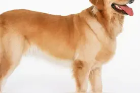 征求意见中！农业农村部：狗已“特化”为伴侣动物，不宜列入畜禽管理图片