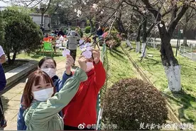 武汉 晴川樱花树上挂满医护人员的心愿卡图片