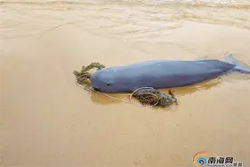 海口西海岸搁浅小江豚怎样了？专家：搁浅原因或是肺部感染引起的炎症图片