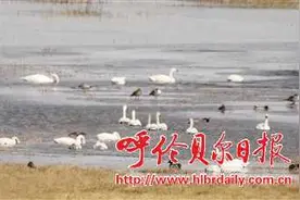 春回大地 候鸟归来 数千只候鸟飞抵呼伦湖保护区图片