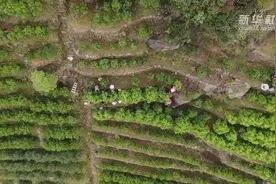 “凤凰”涅槃，一片叶子带旺的美丽乡村视频封面