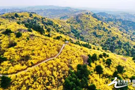 视觉临汾：安泽黄花岭——正是山花烂漫时图片