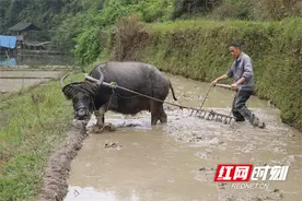 绥宁县麻塘乡：山区水牛爬山下田助春耕图片