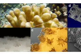 科学家创造生物打印珊瑚 比天然珊瑚更有利于共生藻的生长图片