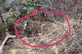 四川理塘有人拍到野生老虎？当地林草部门：更倾向于是猞猁图片
