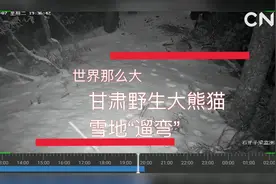 世界那么大| 甘肃野生大熊猫雪地“遛弯”视频封面