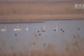 吉林镇赉迎来候鸟北归高峰视频封面