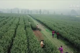 又是一年采茶季：江苏南京视频封面