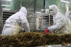 海带丰收时 酱油生产忙视频封面