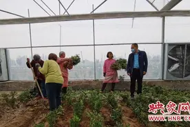 通许县：小金桔托起扶贫大产业图片