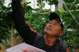 春果第一枝！胶东大樱桃第一镇大棚樱桃上市图片