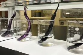 宁波镇海市监局破解茄子染色谜团图片