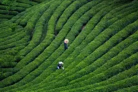 满眼苍翠采茶忙图片