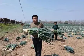 驻马店这个村：第一书记卖大葱……图片