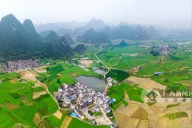 宜州近38万亩桑树长势良好 今年首批蚕茧4月底上市图片
