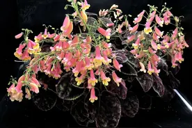厉害了！上海植物园的这棵植物登上了国际舞台图片