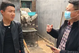 90后网红卖火观赏鸽图片
