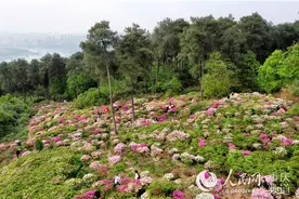 重庆南山开满杜鹃 姹紫嫣红浪漫似锦图片