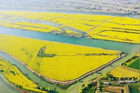 江苏沭阳办首届油菜花节 5000亩黄花沿河盛放图片