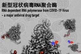 上科大抗新冠病毒攻关团队获突破 又一新冠病毒重要药物靶点三维精细结构获得解析图片
