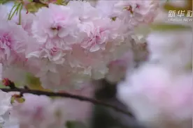 上海金山：你看，这里花都开了