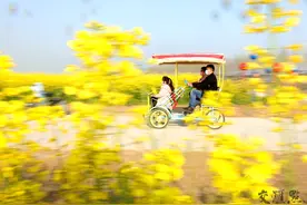 春润花乡 2020沭阳首届油菜花海旅游节开幕图片