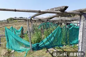 真糊涂呀，把罂粟叶子当成灵丹妙药，他把自己送进了拘留所图片