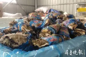 记者带您探秘乳山“九十蚝”公益助农邀来爱心订单“就是好”图片