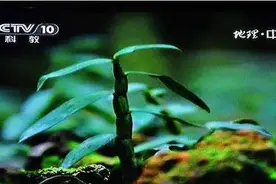 早上空腹吃它是“百补之王”，利咽润肺，杀菌消炎，抵抗力强10倍图片