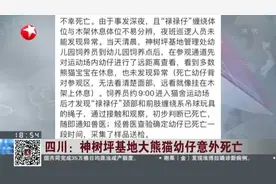 四川：神树坪基地大熊猫幼仔意外死亡，网友凌晨看直播就发现异常