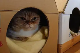 新冠疫情冲击 日本猫咖啡店生意难，“猫店员”待业图片