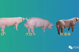 三元母猪配哪个公猪生产成绩更好？长白？大白？杜洛克？图片