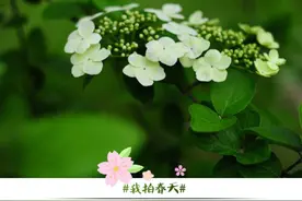 你眼中的春天是什么颜色？图片