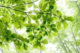 【战役之声 为爱助力】为了我们的大树，做一片美的叶子吧！图片