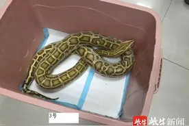 表演“人蟒共舞”却没有许可，一团伙非法交易蟒蛇、绿鬣蜥等，主犯获刑十年图片