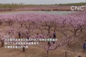 河北永清：万亩桃花迎客来视频封面