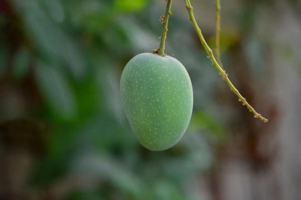 人类根本不知道本芒果核为你们付出了多少