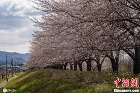 漫步樱花丛！日本山形县樱花盛开图片