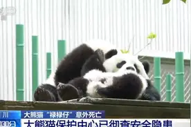 吊球绳缠绕颈部 8个月大的熊猫宝宝意外死亡 事发夜晚无人发现图片