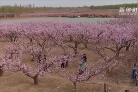 河北永清：万亩桃花春意浓图片
