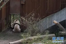 丹麦哥本哈根：两只旅丹大熊猫首次见面图片