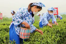 内乡：春茶采摘忙图片