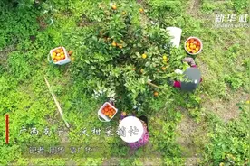 广西南宁：沃柑采销忙视频封面