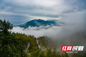 新化紫鹊界梯田：云雾缭绕 美不胜收 一幅醉人的春日画卷图片