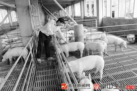 容县生猪实现恢复性发展图片
