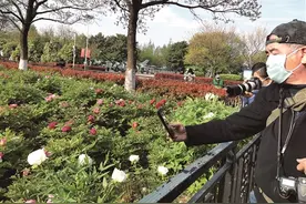 淮塔牡丹园4500多株牡丹芍药盛开图片