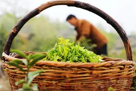 茶农直播富起来 茶园春色云上见图片